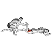 Estiramiento Isquiotibiales Prone Asistido