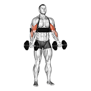 Curl De Bíceps Con Mancuernas (con Arm Blaster)