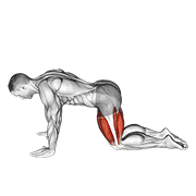 Estiramiento De Cuádriceps En Cuatro Patas