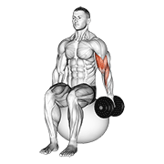 Curl De Bíceps Con Mancuerna Sentado En Balón De Ejercicio