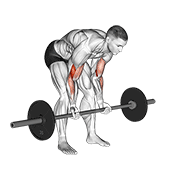 Curl De Bíceps Con Barbell De Pie