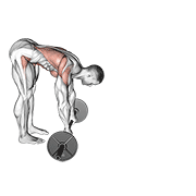 Rodillo Abdominal Con Barbell
